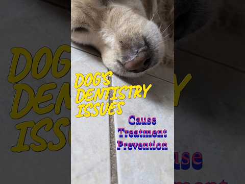 Dog's dental emergency. What's to do? #dogs #dogshealth #golden retriever #shorts