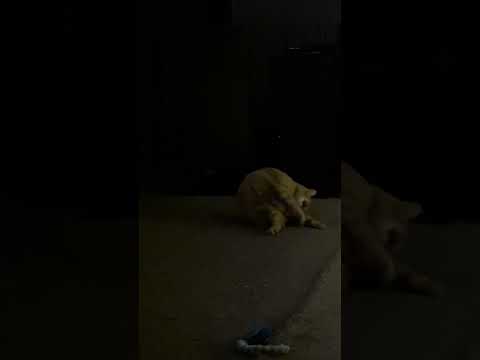 cat chasing its own tail