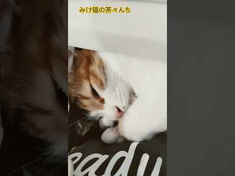 チェストの絶対守護神な猫　#三毛猫#cutecat #funny#猫あるある