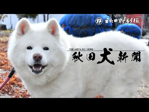 【秋田犬新聞】病気も経験、１１歳のヒメ　少しでも長く一緒に