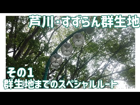 【ドライブ動画】芦川･すずらん群生地　その1 群生地までのスペシャルルート