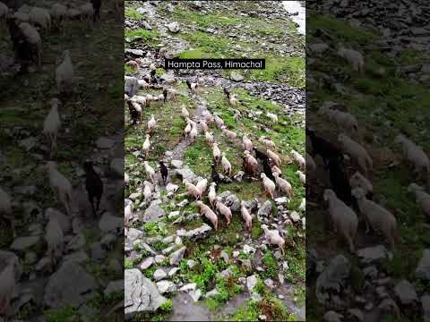 Hampta Pass. #travelshorts #himachalpradesh #hamptapass #sankalpjenashorts #trekking #travelindia