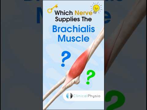 Brachialis Muscle Nerve Supply #physiotherapy #physicaltherapy #anatomy #brachialis