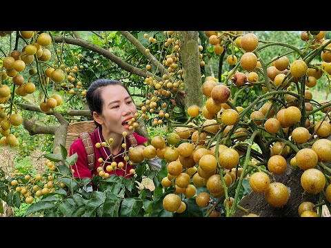 Harvesting Wampee Fruits Goes to market sell - new free life - Mai Nha Tranh