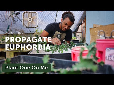 PROPAGATE EUPHORBIA (Carefully) — Ep. 325