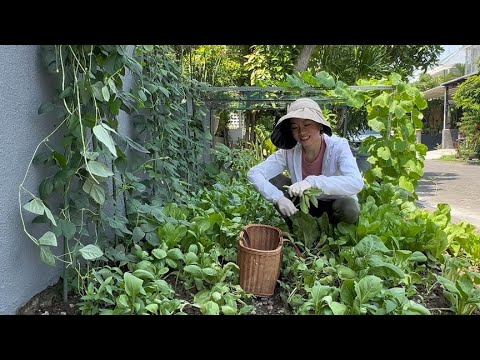 Before the holiday, I was busy growing vegetables and picking vegetables, so I could go out safely