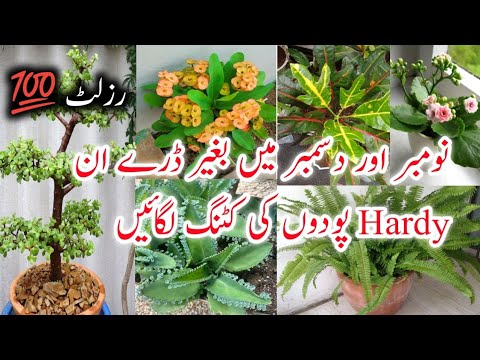 نومبر /دسمبر میں کٹنگ سے لگنے والے پودے /Permanent Plants to Grow In Nov/December from cuttings/