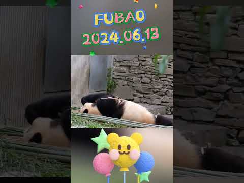 🐼FUBAO2024.06.13 #panda #cute #fubao #animals #pets #funny #love #automobile #happy