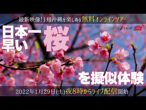 【無料オンラインツアー】日本一早い桜を疑似体験！自宅にいながら花見が楽しめる！