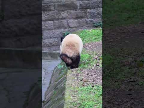 A catwalk show of a superstar giant panda, just the back view is intoxicating. 🐼🤩 #panda