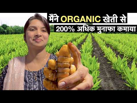 Organic Haldi farming business model in India / Turmeric Powder Profitable Agriculture