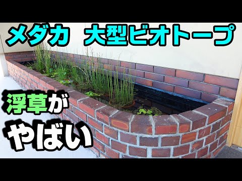 メダカが沢山生まれた！【大型ビオトープ】