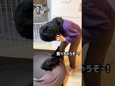 【ハロウィン？】仮装間違いかもしれません笑　#shorts #犬 #dog #ハロウィン