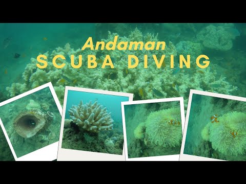 Scuba diving in Andaman , beautiful corals and rare fishes spotting!!