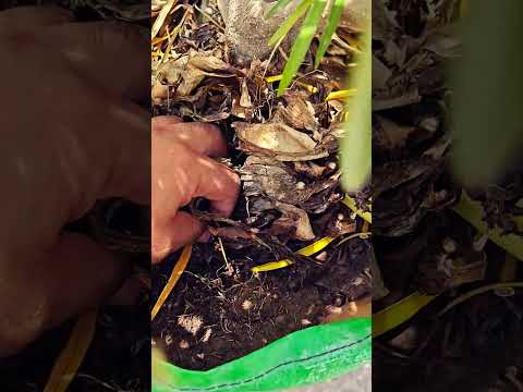 what is mulching ? #mulching #shorts #shortvideo #ytshortsindia #youtubeshorts #plants #garden