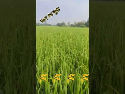 धान का फूल की अवस्था #धान में पानी #धान में फूल#short #vairal #trending #tej kisan Mitra #