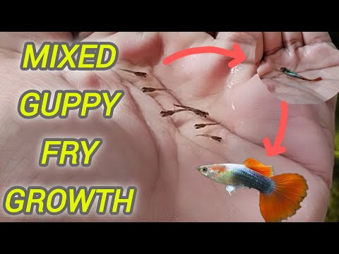 Guppy fry growth ll mix guppy baby to adult stage watch them grow #guppy #aquariumhobby #petfish