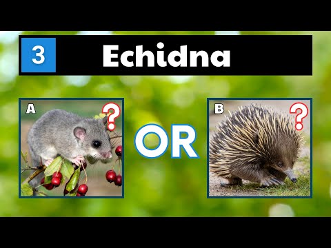 Quiz - Can You Name These Animals That Start With E?