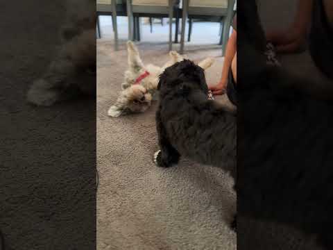 Playtime with pet babies#shihtzu