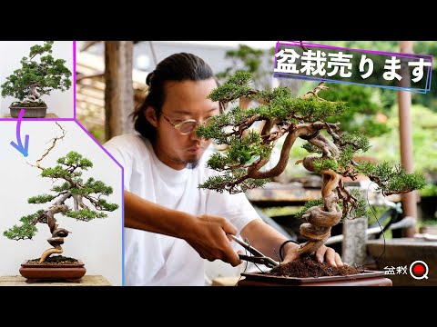 Adapt Juniper and sell it. [Bonsai Q]