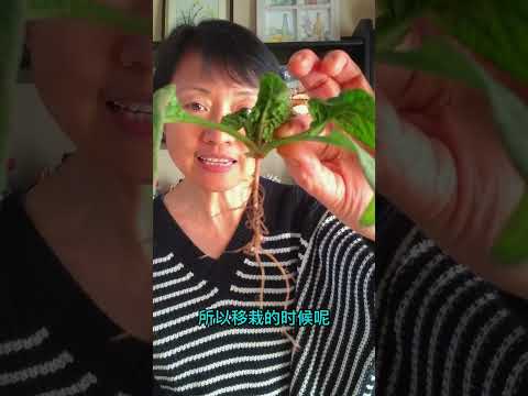 菠菜到底可不可以移栽？