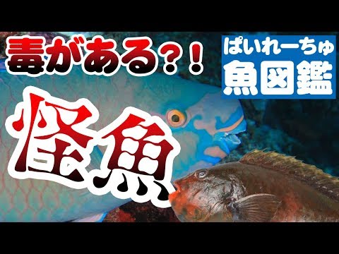 【魚図鑑　ブダイ】釣り仕掛け　堤防からぶっ込みで毒魚が釣れる？！磯釣り、岩礁でも！