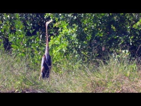 林邊鄉的紫鷺Ardea purpurea manilensis  （2024 12 11）