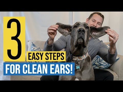 How to Clean a Great Dane's Ears | Great Dane Care