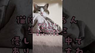 #shorts #ねこの日　ねこの日だよ。大分市看板製作会社サインラボ社員の日常