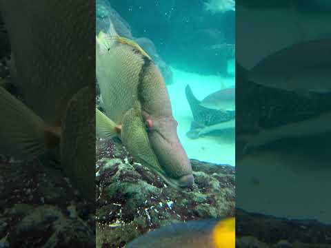 Curious Fish (Hogfish)