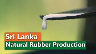 Natural Rubber Production in Sri Lanka