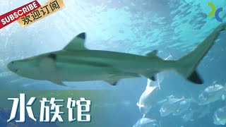 《水族馆》冰冷的海洋动物有感情吗 饲养员又是怎样和不会说话的动物沟通的呢【SMG纪实人文官方频道】