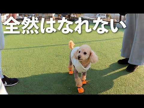 【犬とお出かけ】外でもずっと隣にいたい愛犬がこうなりました