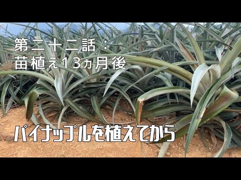 【第二十二話】パイナップルの成長過程を追って 〜 苗を植えてから 〜