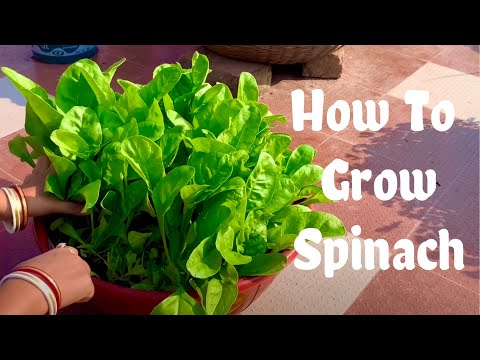 Spinach Growing At Home / How To Grow Spinach (Palak) At Home