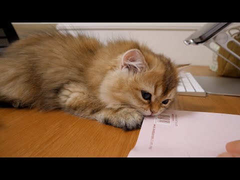 Kitten Latte, I don't want you to bite because it will tear up my notebook!