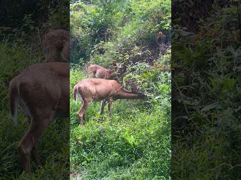 A doe and her two fawns forage by a lake | Horizons_視野 | deer | wildlife | animals