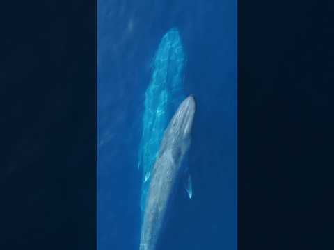 Mom and baby 🥺#natureshorts #ocean #whale