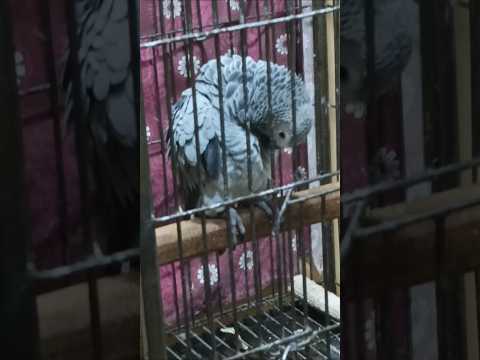 mashaAllah gray African parrot talking, #mashallah #beautiful #parrot #parrots#parrottalking #shorts