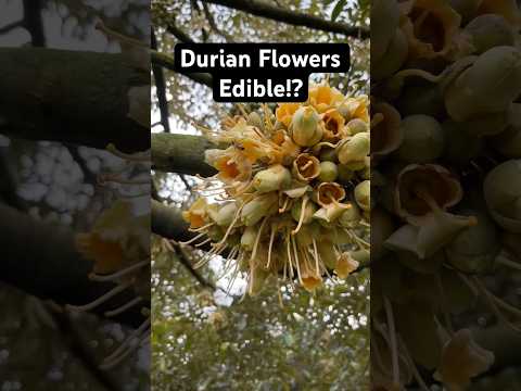 Durian Flowers: Edible or Not? My First Taste!