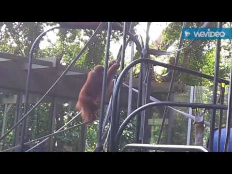 Toronto Zoo. Orangutan.