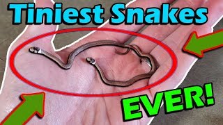 Unboxing the TINIEST Snakes Ever!