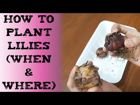 how to grow lily 如何种植百合球根 लिली कहां और कैसे उगाएं Como Cultivar Lirios Lilien pflanzen лилий