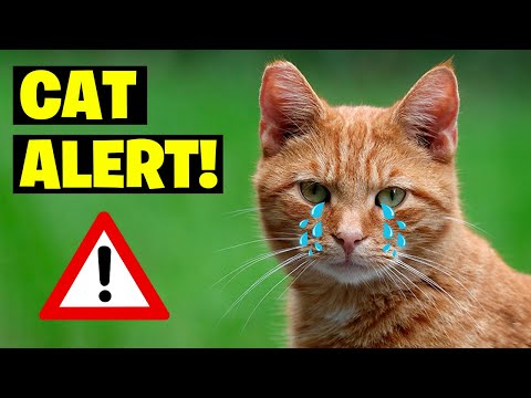 NEVER Do These 7 Things to Your Cat (Avoid Deadly Sins)