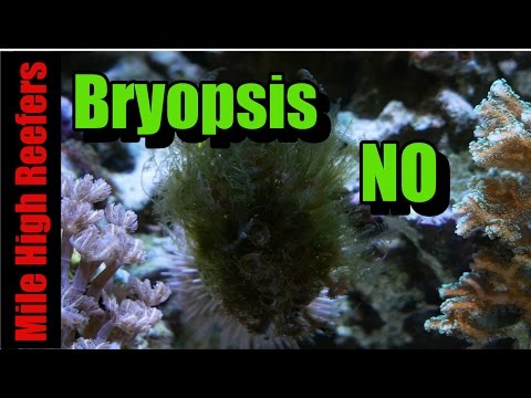 Bryopsis Removal the Mile High Reefer Way