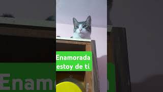 #gatosdeyoutube #michistiernos #michisgraciosos #cat #michitos #mascotas #fypシ゚ #gatos #humor