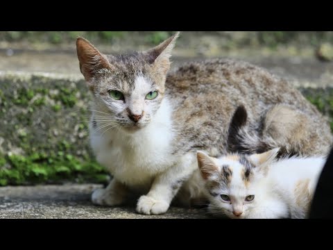 拍貓。流浪的貓咪 2    每張照片都有貓咪自己的故事 Cat Photography