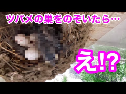 これは大丈夫なのか？？