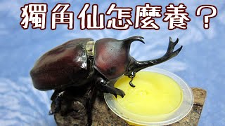 獨角仙成蟲怎麼養？ How to keep a rhinoceros beetle?