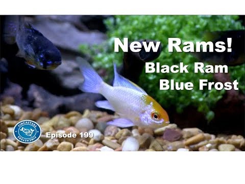 New Rams! Black Ram and Blue Frost | Episode 199